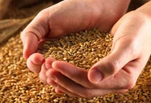 ADAMA's Asorbital Formulation delivers superior disease control