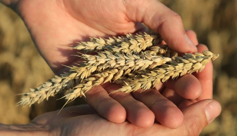 ADAMA rolls out five new cereal fungicides