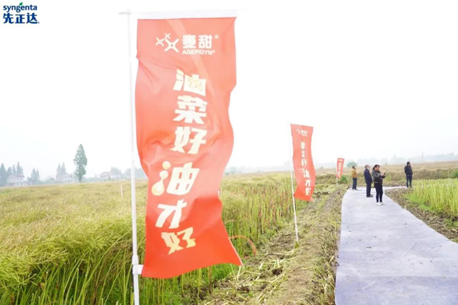 先正達集團中國建成百個(gè)油菜標桿農場(chǎng)　