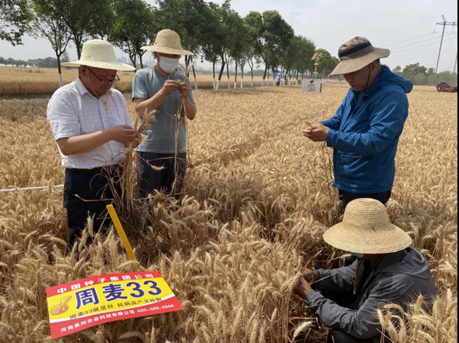 中種集團在小麥主產(chǎn)區多地刷新高產(chǎn)紀錄　